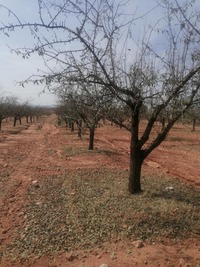 Los leñosos fueron los cultivos más afectados.