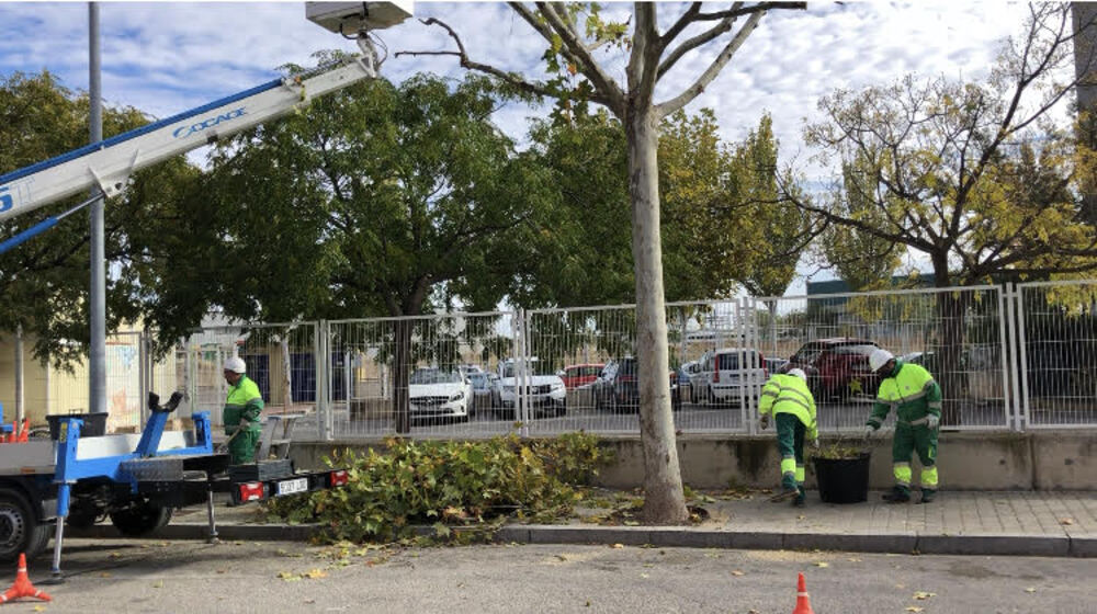 El programa de poda en Albacete contempla trabajos sobre 17.500 árboles |  Noticias La Tribuna de Albacete