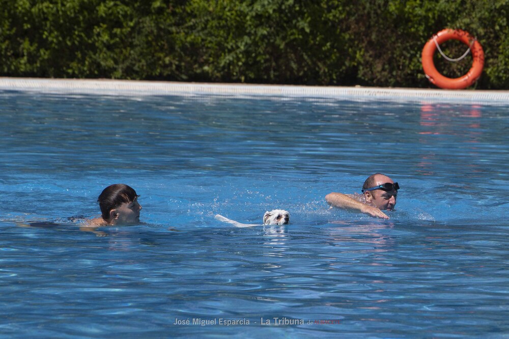 Las mascotas han podido disfrutar de un día de baño en las piscinas del Paseo de la Cuba  / JOSÉ MIGUEL ESPARCIA