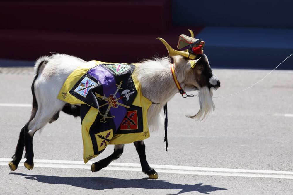 Los Reyes presiden el desfile de Día de las Fuerzas Armadas 2023   / ÁLEX CÁMARA