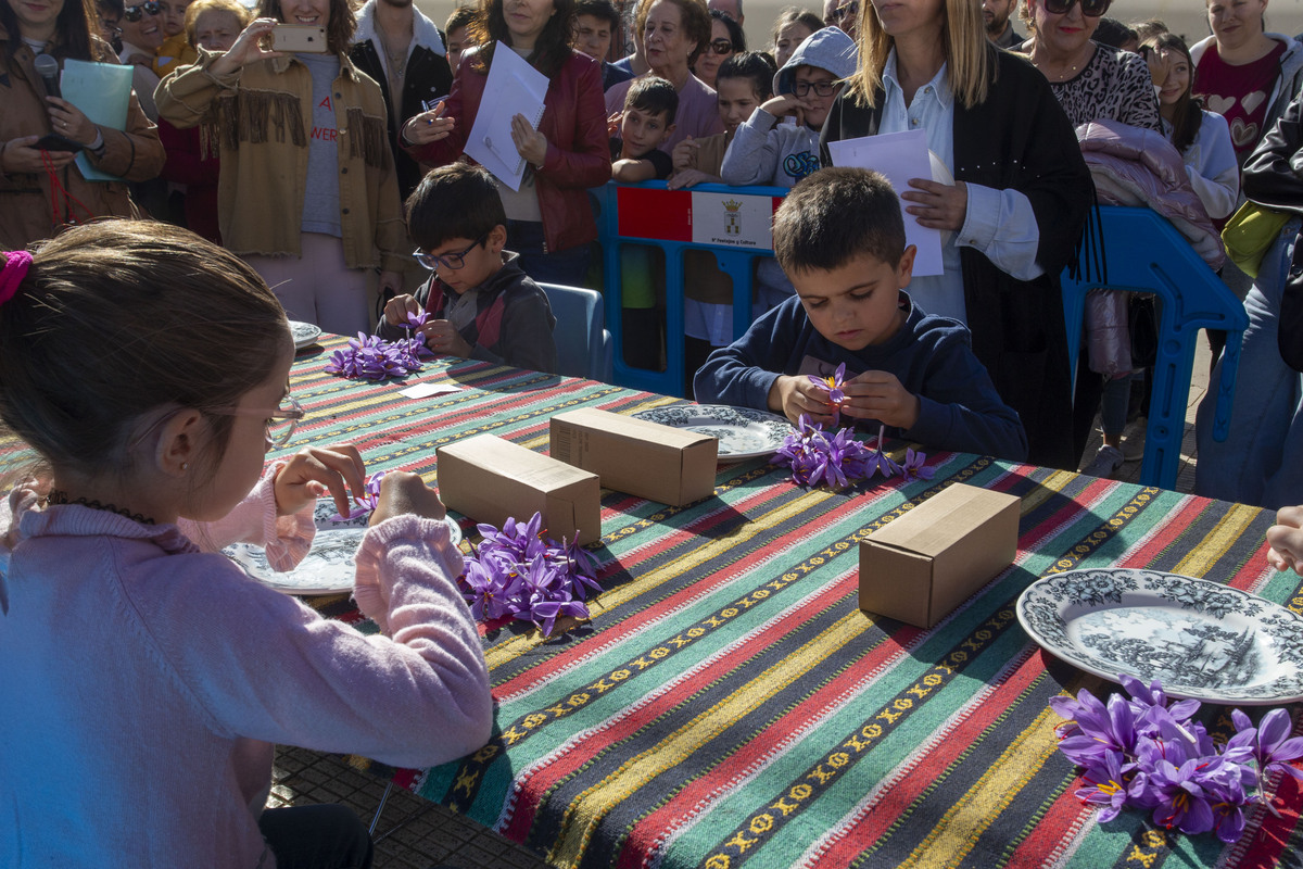  Festival de la Rosa del Azafrán  / JOSÉ MIGUEL ESPARCIA