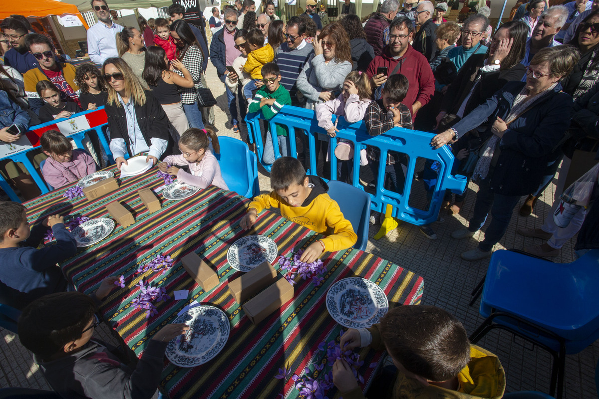  Festival de la Rosa del Azafrán  / JOSÉ MIGUEL ESPARCIA