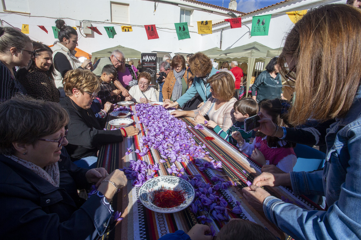  Festival de la Rosa del Azafrán  / JOSÉ MIGUEL ESPARCIA