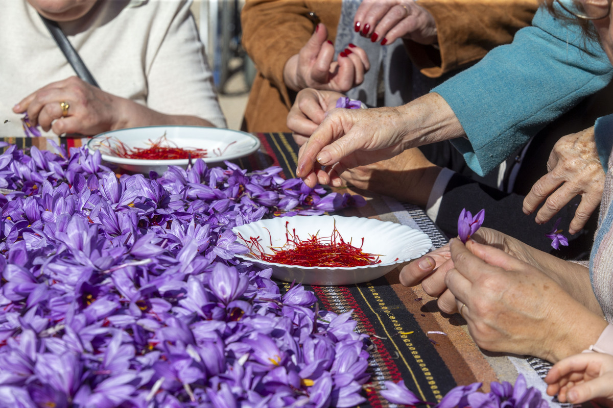  Festival de la Rosa del Azafrán  / JOSÉ MIGUEL ESPARCIA