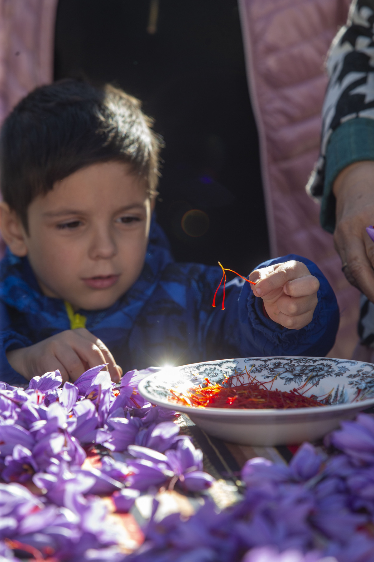  Festival de la Rosa del Azafrán  / JOSÉ MIGUEL ESPARCIA