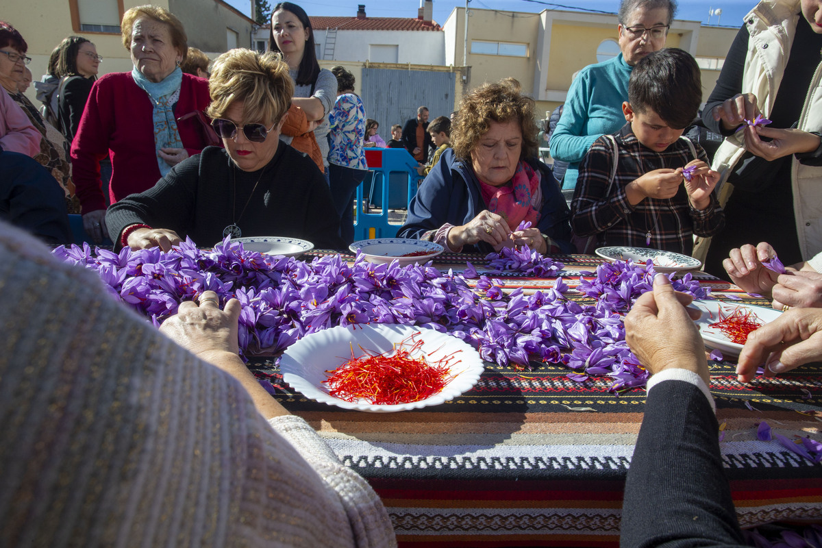  Festival de la Rosa del Azafrán  / JOSÉ MIGUEL ESPARCIA