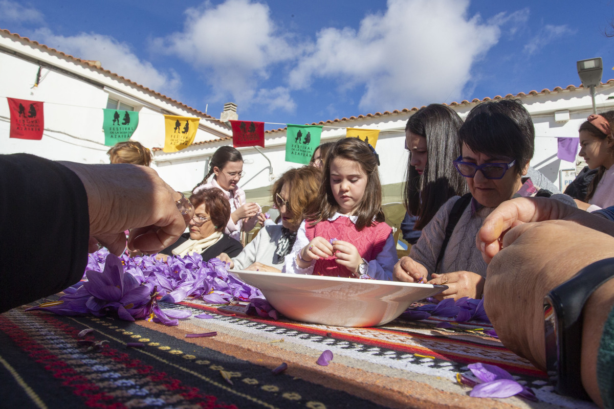  Festival de la Rosa del Azafrán  / JOSÉ MIGUEL ESPARCIA