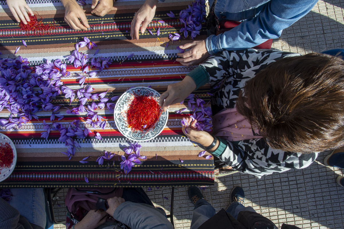  Festival de la Rosa del Azafrán  / JOSÉ MIGUEL ESPARCIA