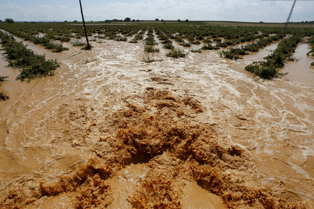 El agua anega un viñedo tras el paso de una DANA por Albacete.