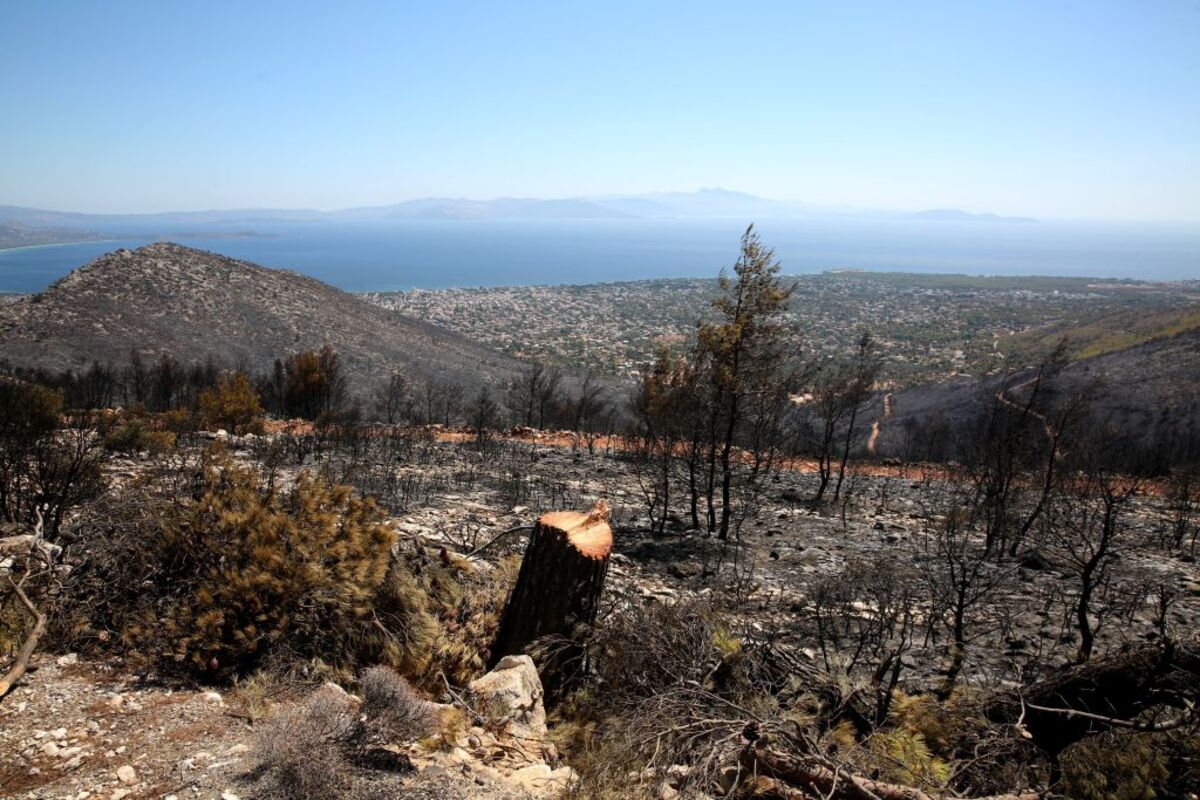 Wildfire in Greece's Attica region  / ALEXANDROS BELTES