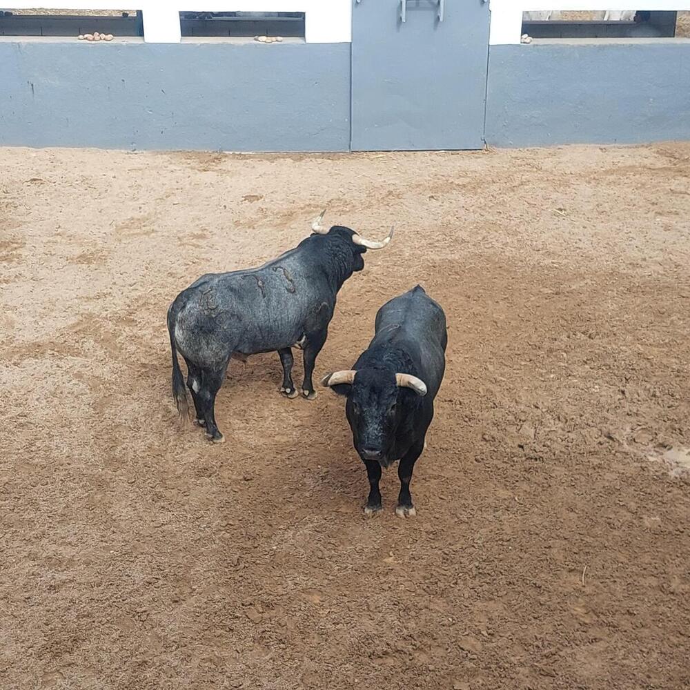 Otros dos toros de La Quinta.