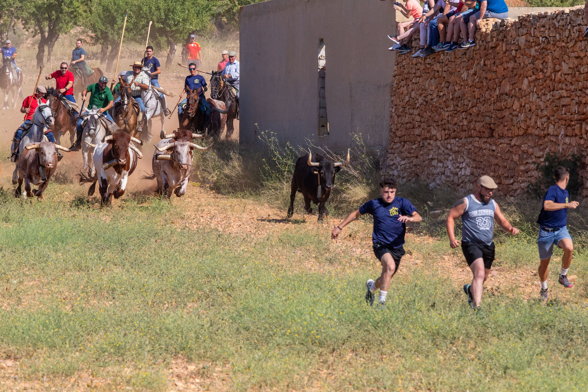 Los toros llegan a Alcadozo  / JOSÉ MIGUEL ESPARCIA