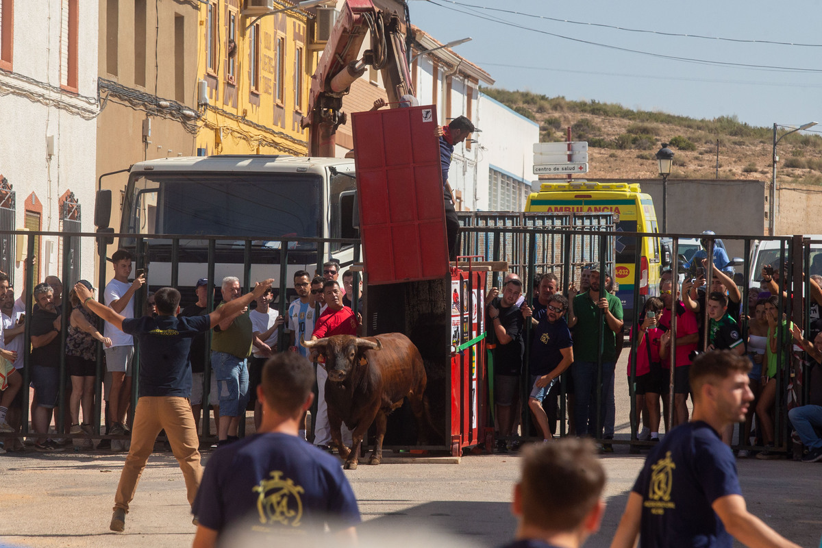 Los toros llegan a Alcadozo  / JOSÉ MIGUEL ESPARCIA