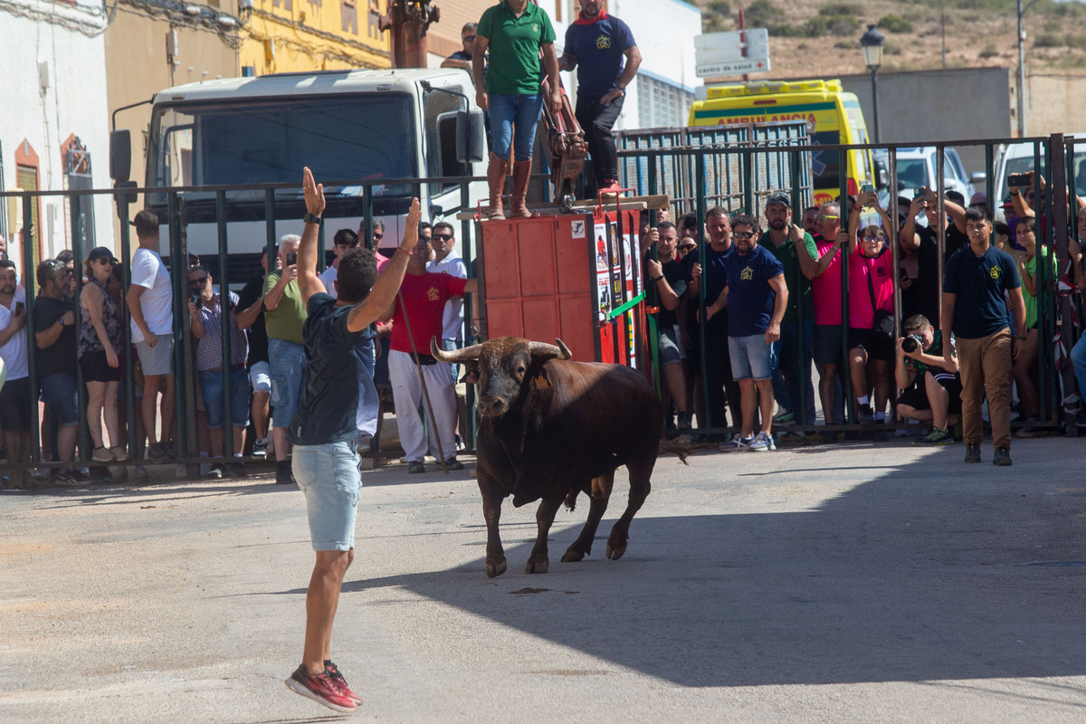 Los toros llegan a Alcadozo  / JOSÉ MIGUEL ESPARCIA