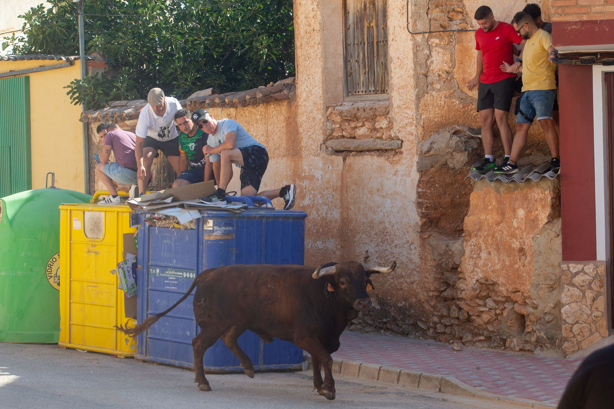 Los toros llegan a Alcadozo  / JOSÉ MIGUEL ESPARCIA