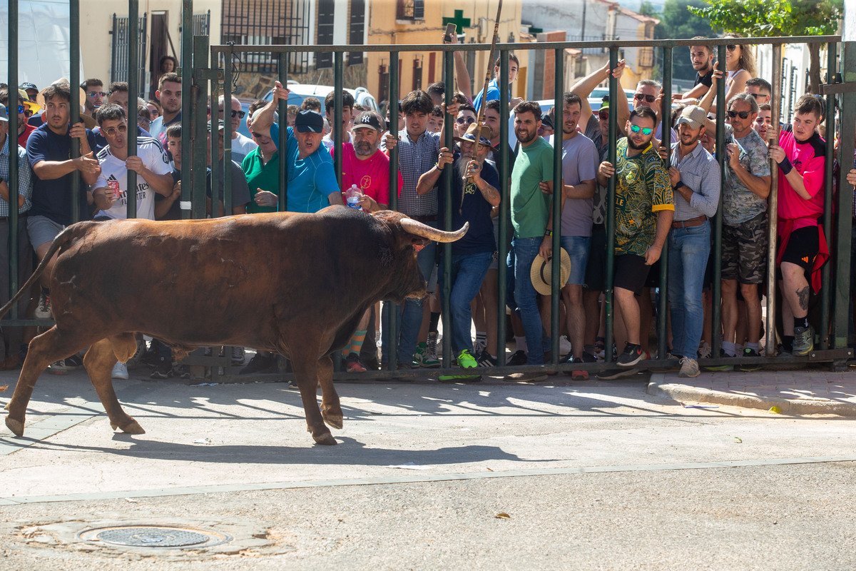 Los toros llegan a Alcadozo  / JOSÉ MIGUEL ESPARCIA