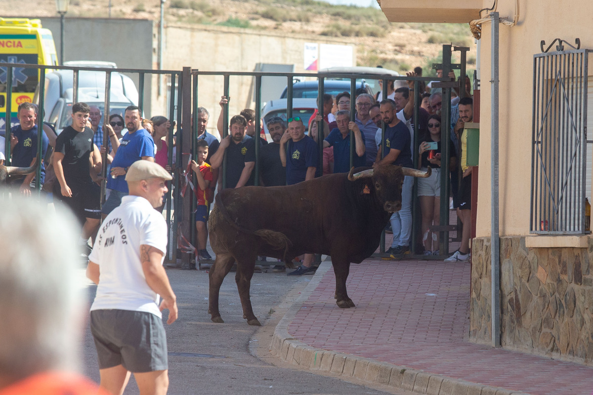 Los toros llegan a Alcadozo  / JOSÉ MIGUEL ESPARCIA