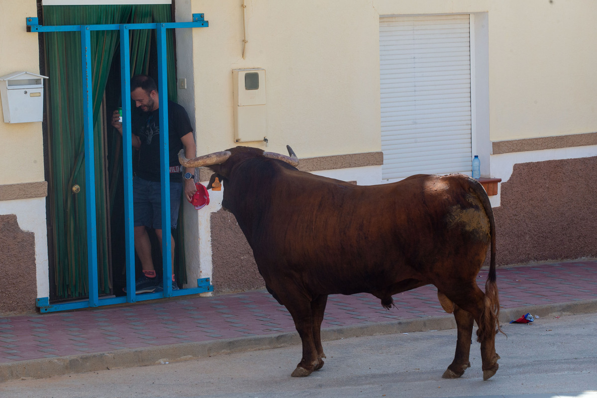 Los toros llegan a Alcadozo  / JOSÉ MIGUEL ESPARCIA