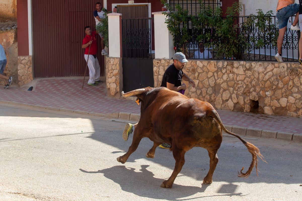 Los toros llegan a Alcadozo  / JOSÉ MIGUEL ESPARCIA