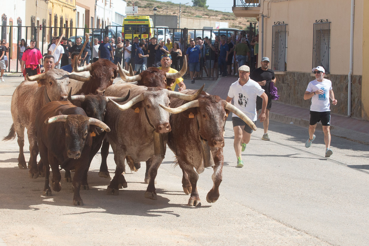 Los toros llegan a Alcadozo  / JOSÉ MIGUEL ESPARCIA