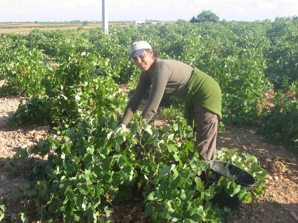 Anuncian el plan del Día de la Mujer Rural en Villarrobledo