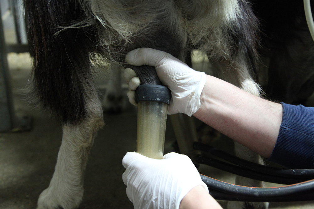 El caprino de leche decae