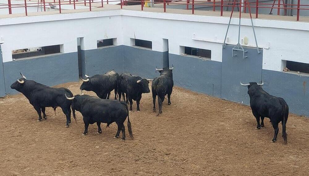 Los toros de Jandilla en los corrales.