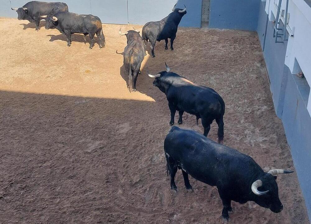 Los astados de Victoriano del Río y Toros de Cortés.