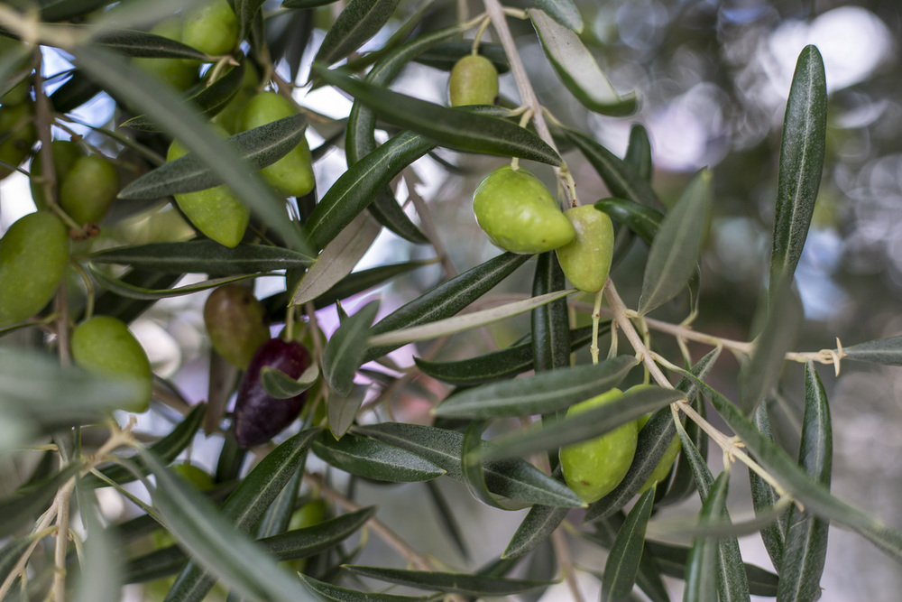 La cuna de la cornicabra