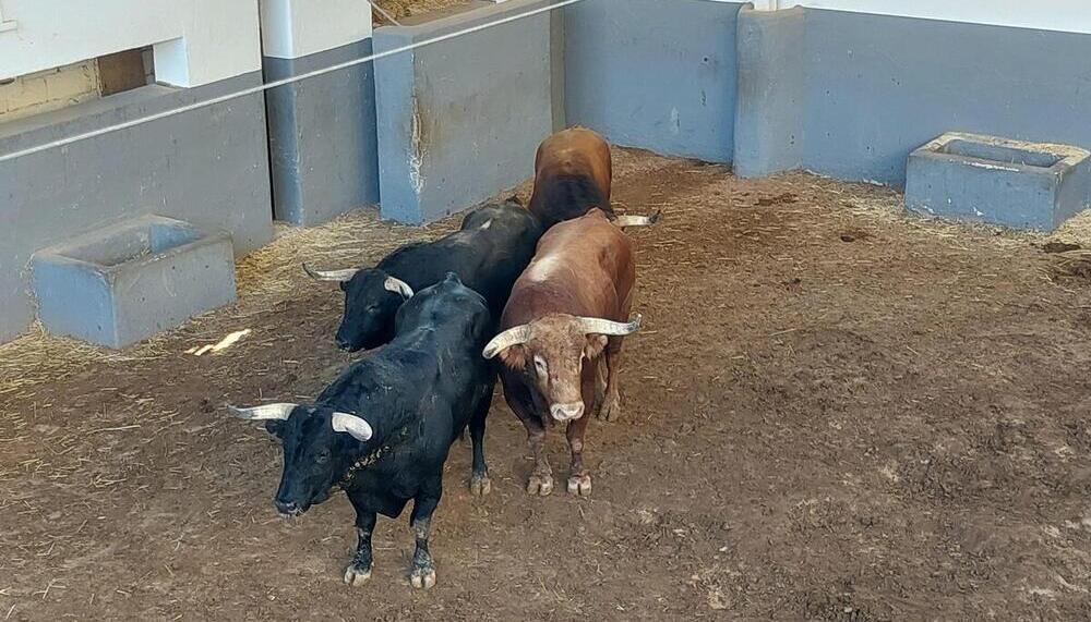 Cuatro de los toros que se lidiarán por la tarde.