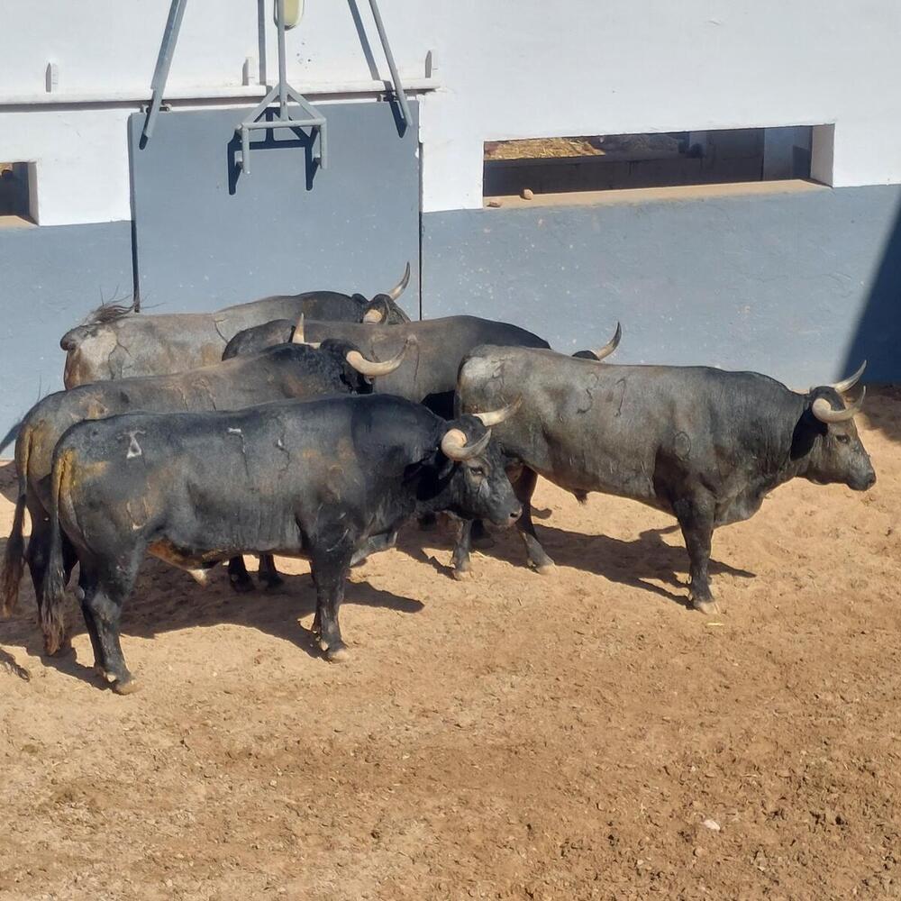 Los toros de Victorino Martín, en los corrales.