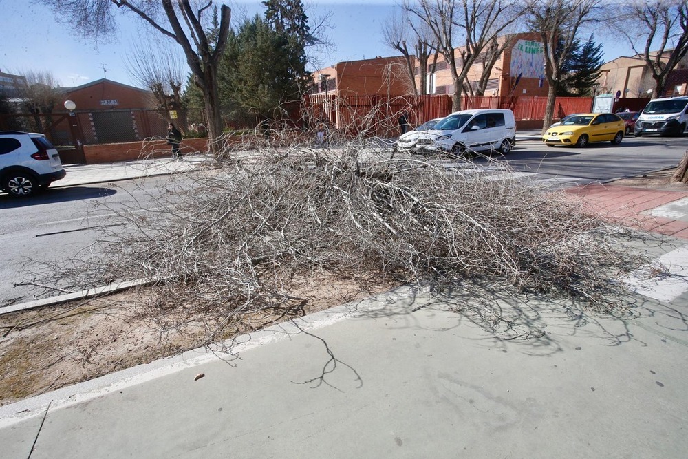 Otro árbol en el suelo por la fuerza del viento.