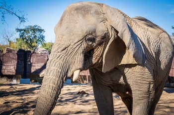 Muere en Barcelona la elefanta africana más longeva del mundo