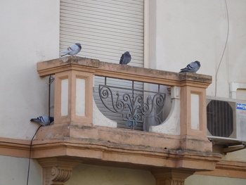 Destinan 3.000 euros para tratar las palomas de Villarrobledo