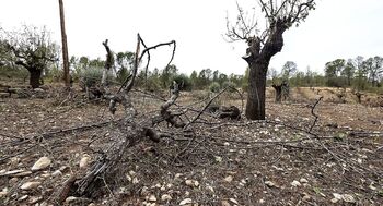 Las DANA se van, pero la sequía se queda en Albacete