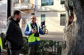 Impulsa un estudio de riesgo de arbolado en calles y jardines