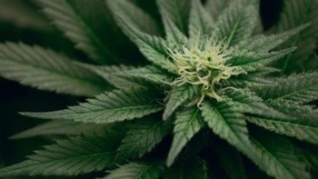 El consumo habitual de cannabis sigue aumentando en España