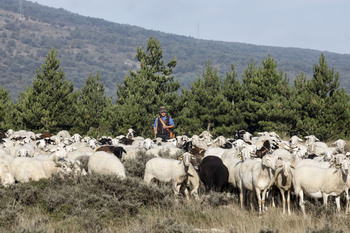 La Junta quiere luchar a bocados contra el fuego