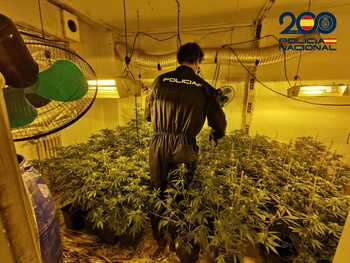 La Policía desmantela dos plantaciones 'indoor' de marihuana