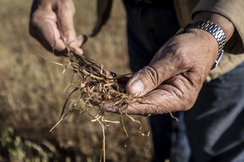 Agroseguro abona 7,5 millones a agricultores de la provincia