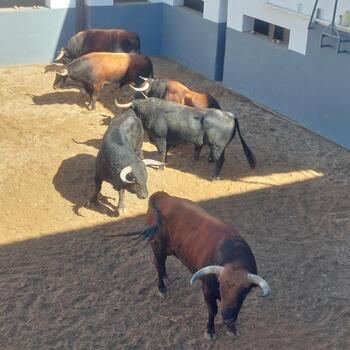 El encierro de Montealto, muy parejo y de buenas hechuras