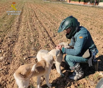 Detenido por apalear hasta la muerte a un perro en Romancos