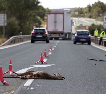 El cruce de animales provocó 660 accidentes en la provincia