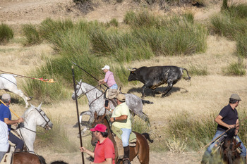 Castilla-La Mancha celebró 1.620 festejos taurinos en 2024