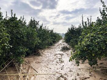 Asaja pide ayuda urgente para el campo en Letur y Mira