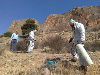 Renuevan la lucha contra los cactus invasores en Albacete