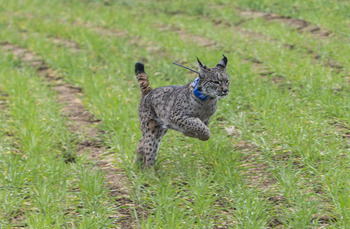 Recuperar el lince ibérico, 22 años de éxito y optimismo