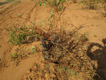 La siniestralidad agraria bate récords en Albacete