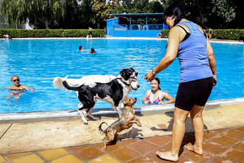 Cerca de 200 perros y sus dueños disfrutan del ‘Piscicán'