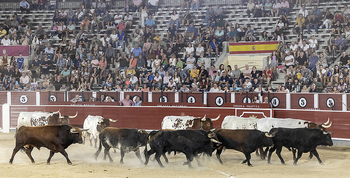 Los toros llegan a la plaza